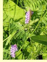 Горошек мышиный (Vicia cracca L) Горошек мышиный (Vicia cracca L)